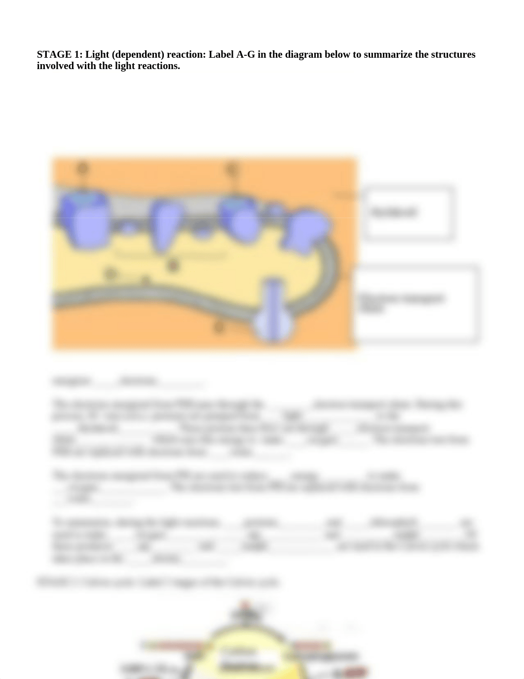 Photosynthesis_Worksheet_dw2thyyvngw_page2