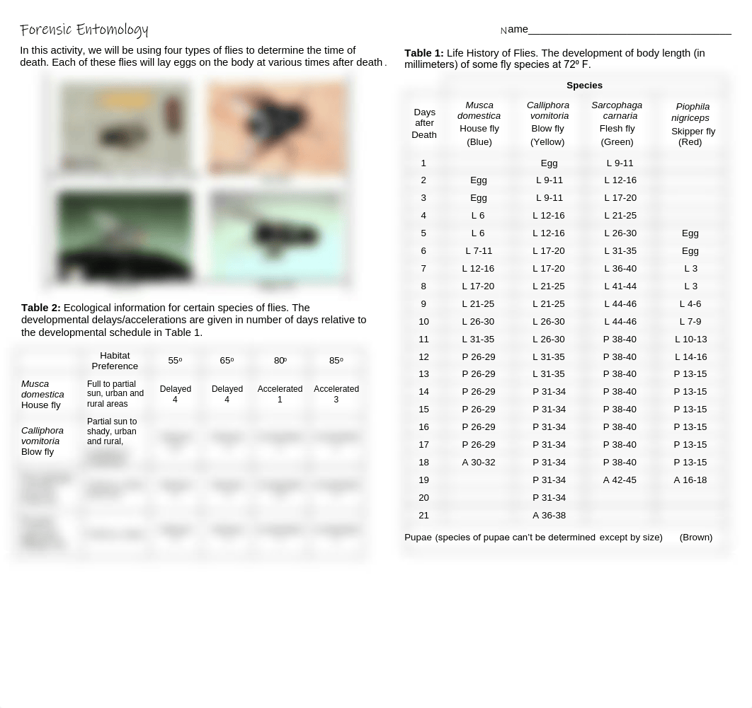 02 Forensic Entomology Investigation; Student Handout.pdf_dw2vk74scq1_page1