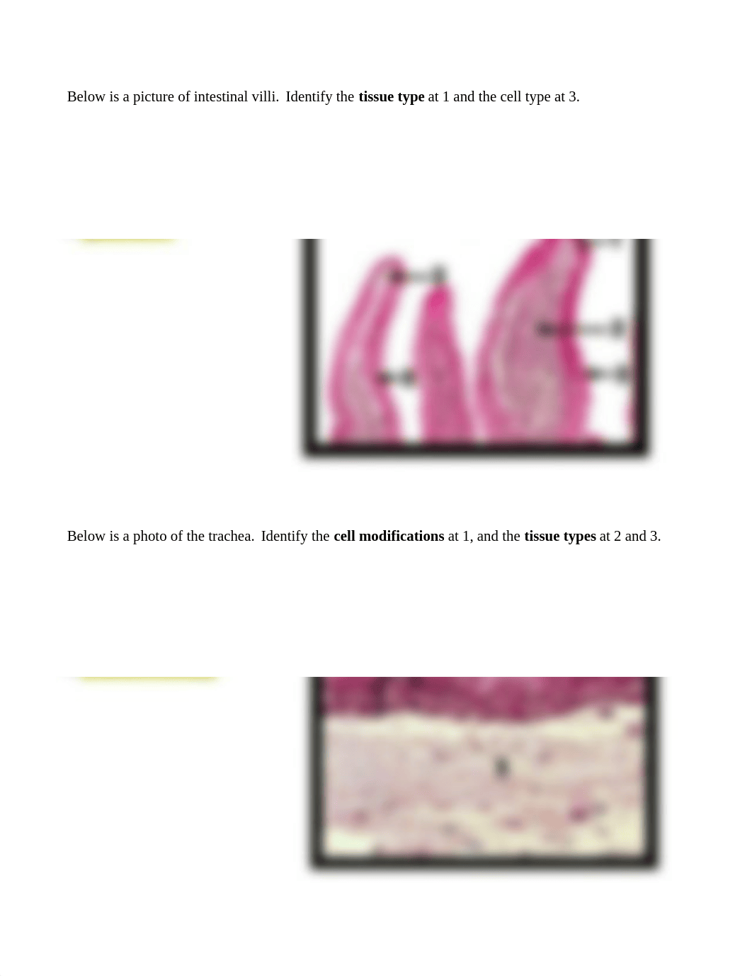 Lab 4 Histology.doc_dw3t81hnfos_page3