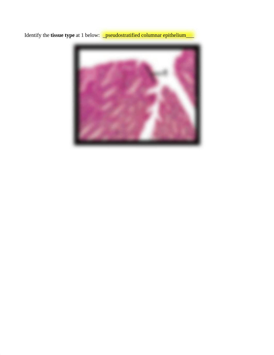 Lab 4 Histology.doc_dw3t81hnfos_page4