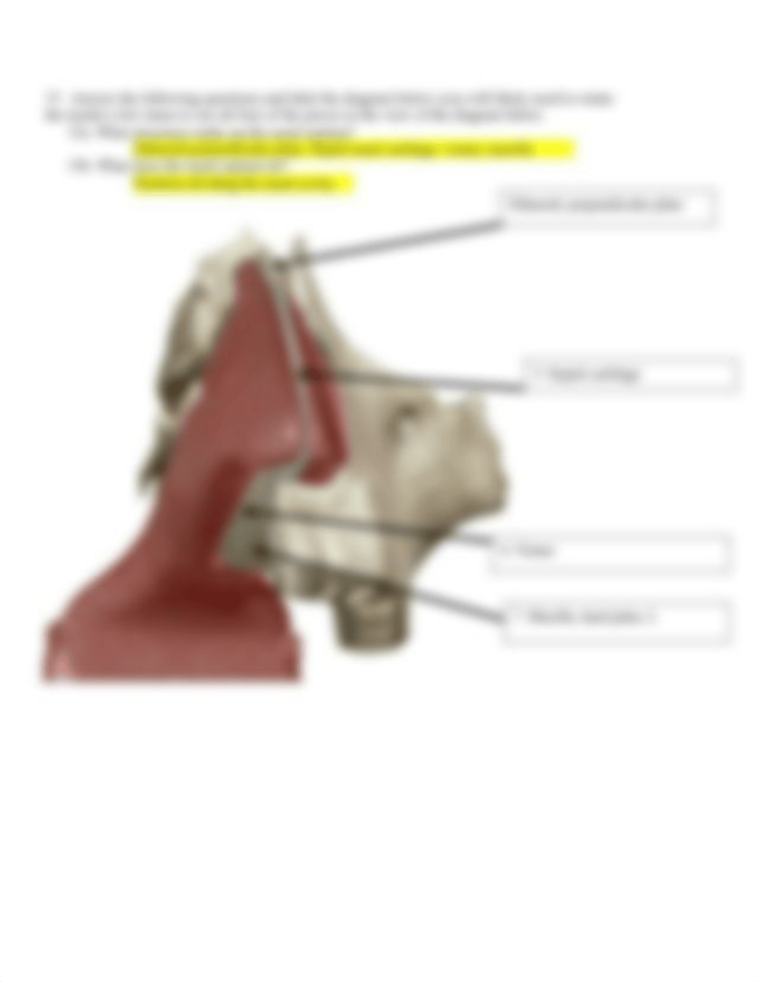 BIO 211 Respiratory Anatomy Lab SP2021 respiratory done.docx_dw4ptzjhvt1_page3