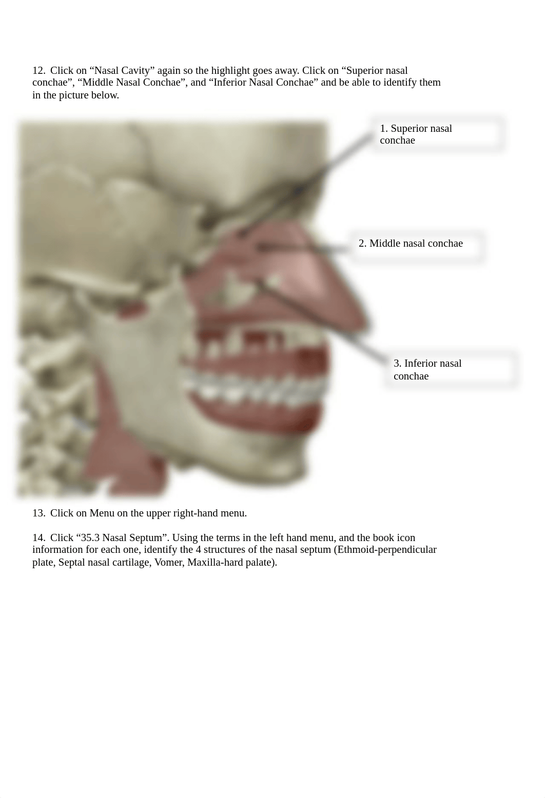 BIO 211 Respiratory Anatomy Lab SP2021 respiratory done.docx_dw4ptzjhvt1_page2