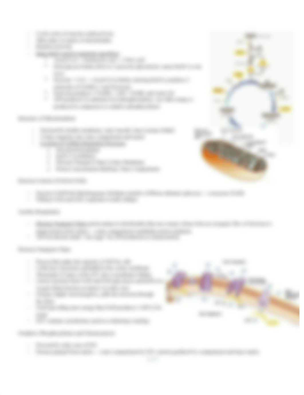 Cell Respiration_dw6a99kgclw_page2