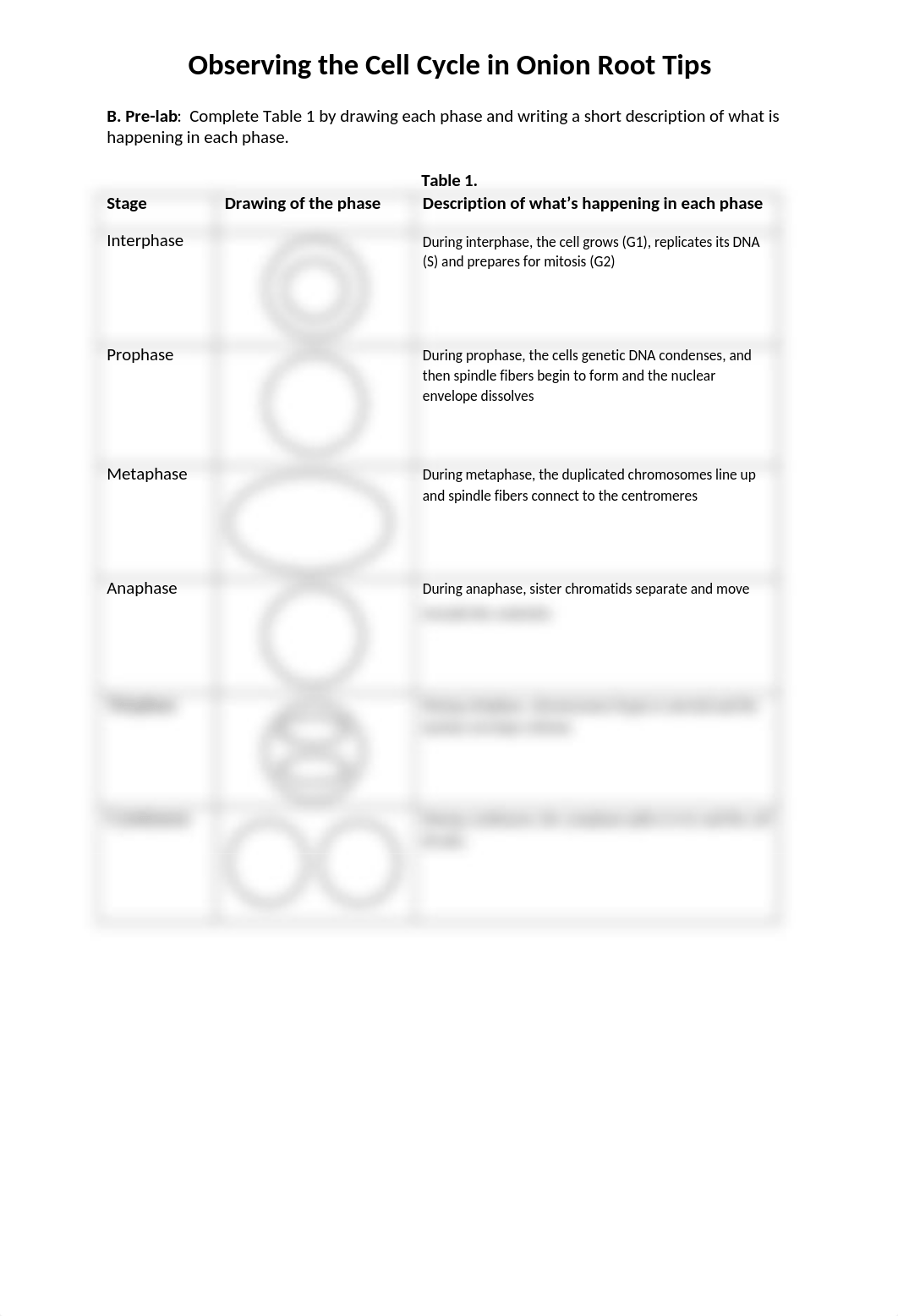 Allium Cell Cycle Worksheet(1).docx_dw6evqq89tx_page2