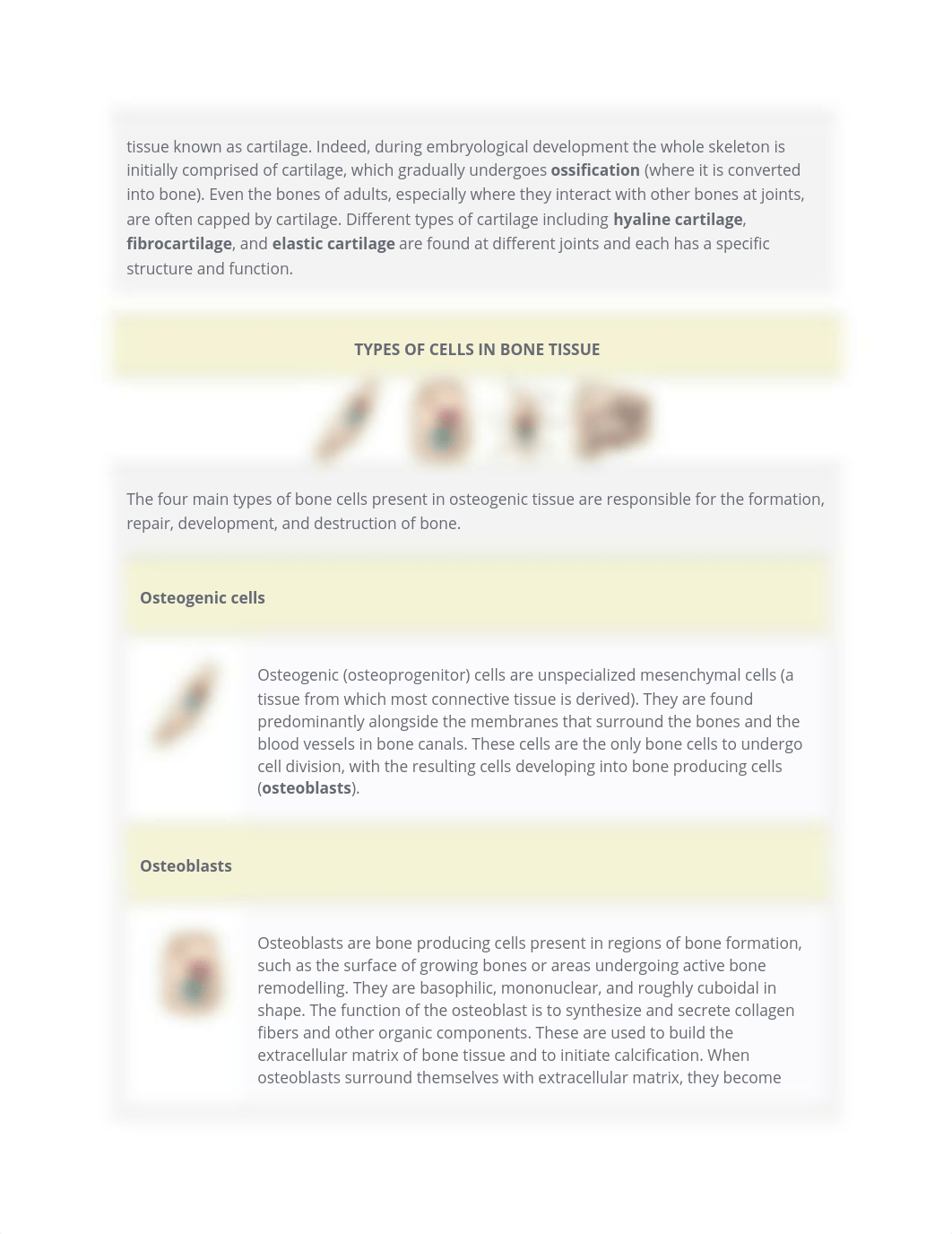 Skeletal System.docx_dw6q776rsgd_page3