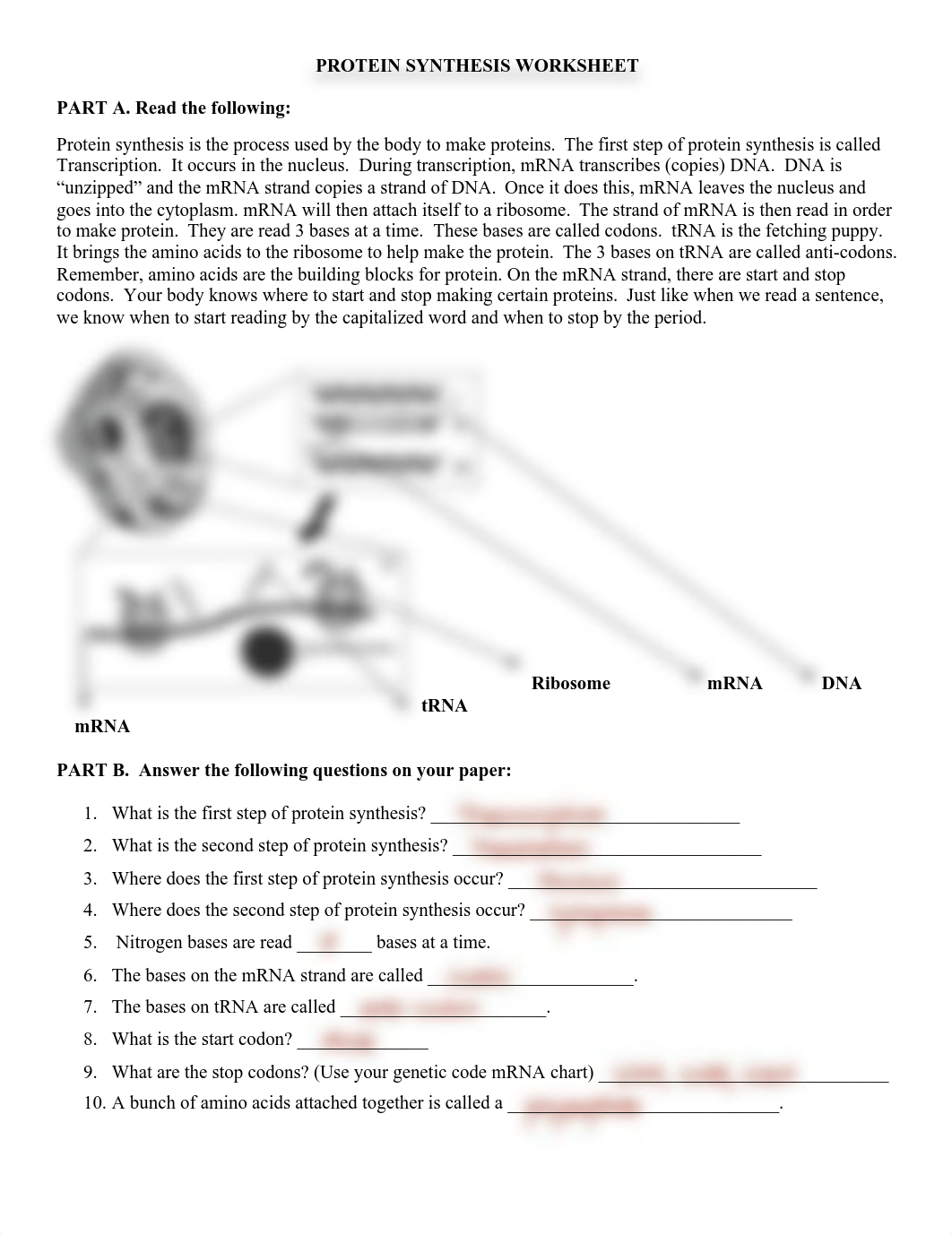 protein-synthesis-worksheet-1.Example.pdf_dw6vqh8v39c_page1