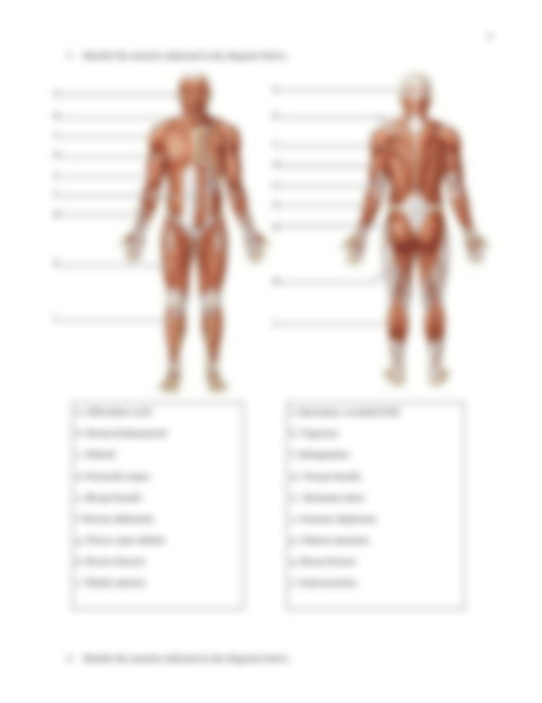 Lab 11 and 12 Skeletal Muscle.pdf_dw78mqjor8m_page4