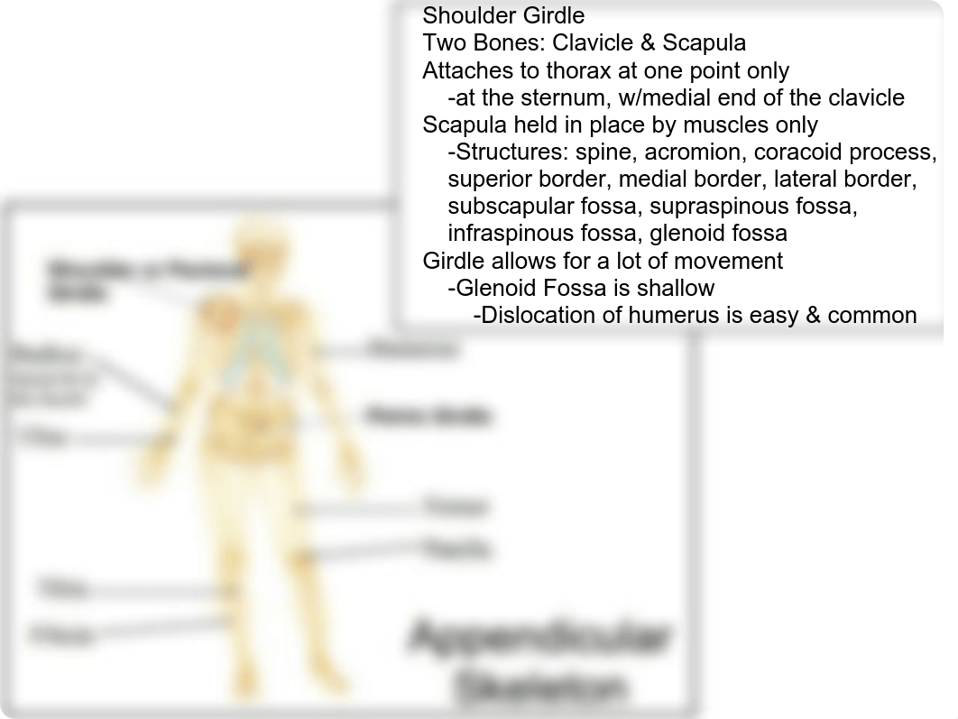 Week 4 Appendicular Skeleton Lab_dw80f5kx1x7_page2