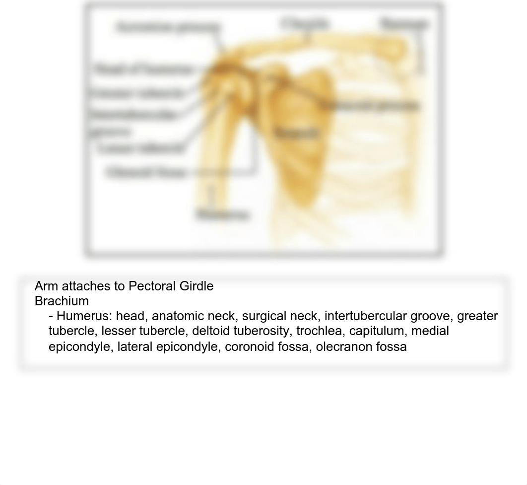 Week 4 Appendicular Skeleton Lab_dw80f5kx1x7_page4