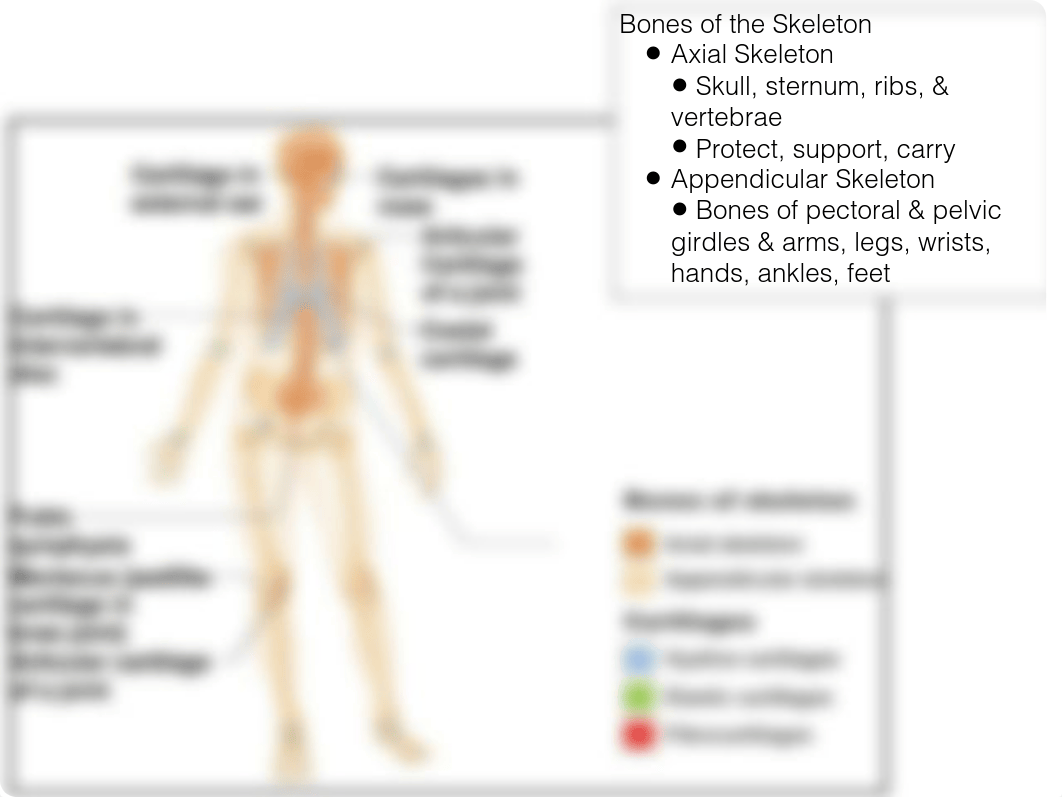 Week 4 Appendicular Skeleton Lab_dw80f5kx1x7_page1