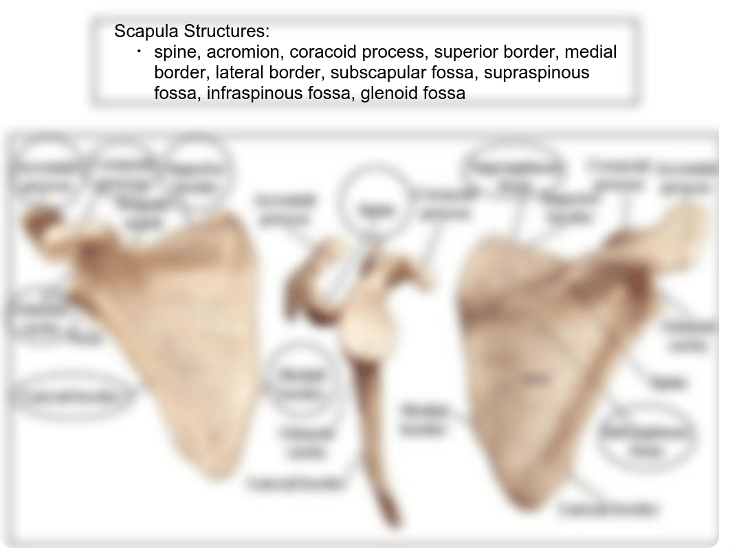 Week 4 Appendicular Skeleton Lab_dw80f5kx1x7_page3