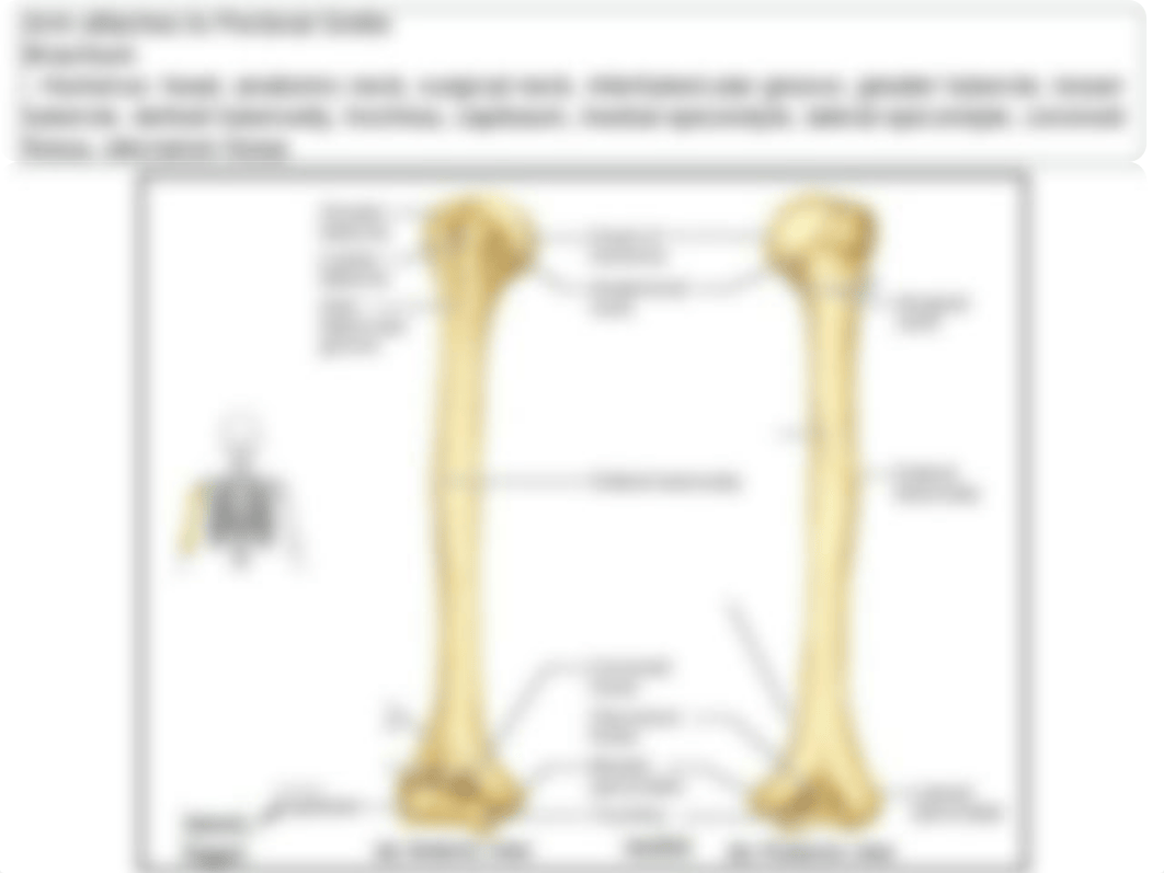 Week 4 Appendicular Skeleton Lab_dw80f5kx1x7_page5