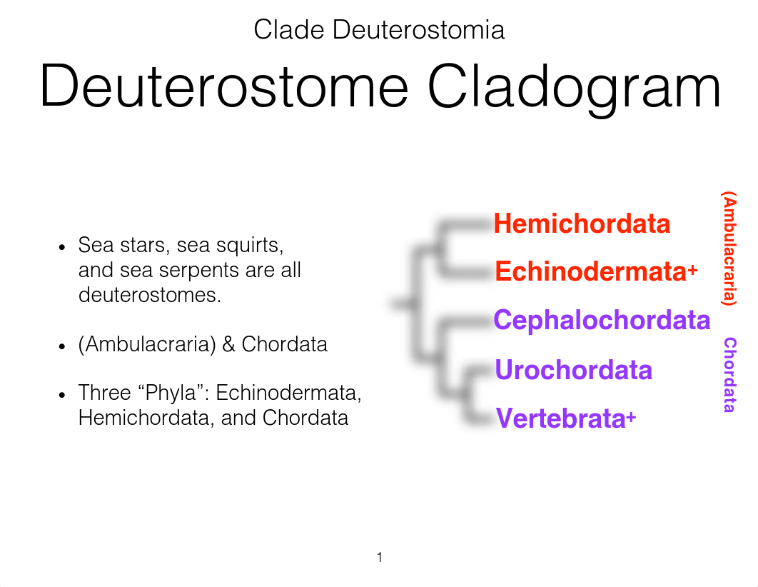 Deuterostome Lab.key.pdf_dw849328m8c_page1