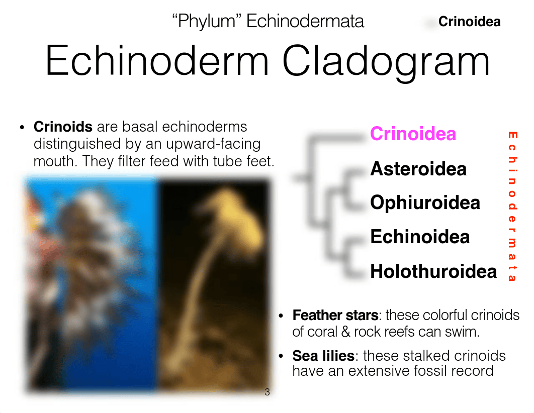 Deuterostome Lab.key.pdf_dw849328m8c_page3