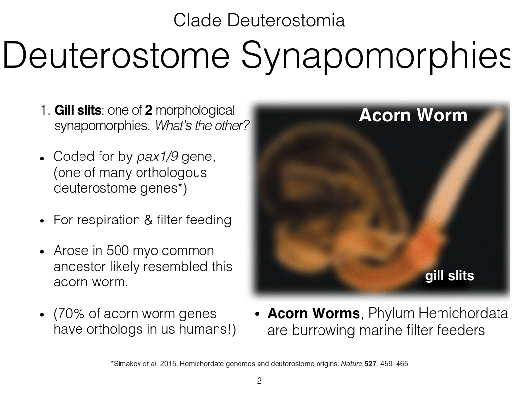 Deuterostome Lab.key.pdf_dw849328m8c_page2