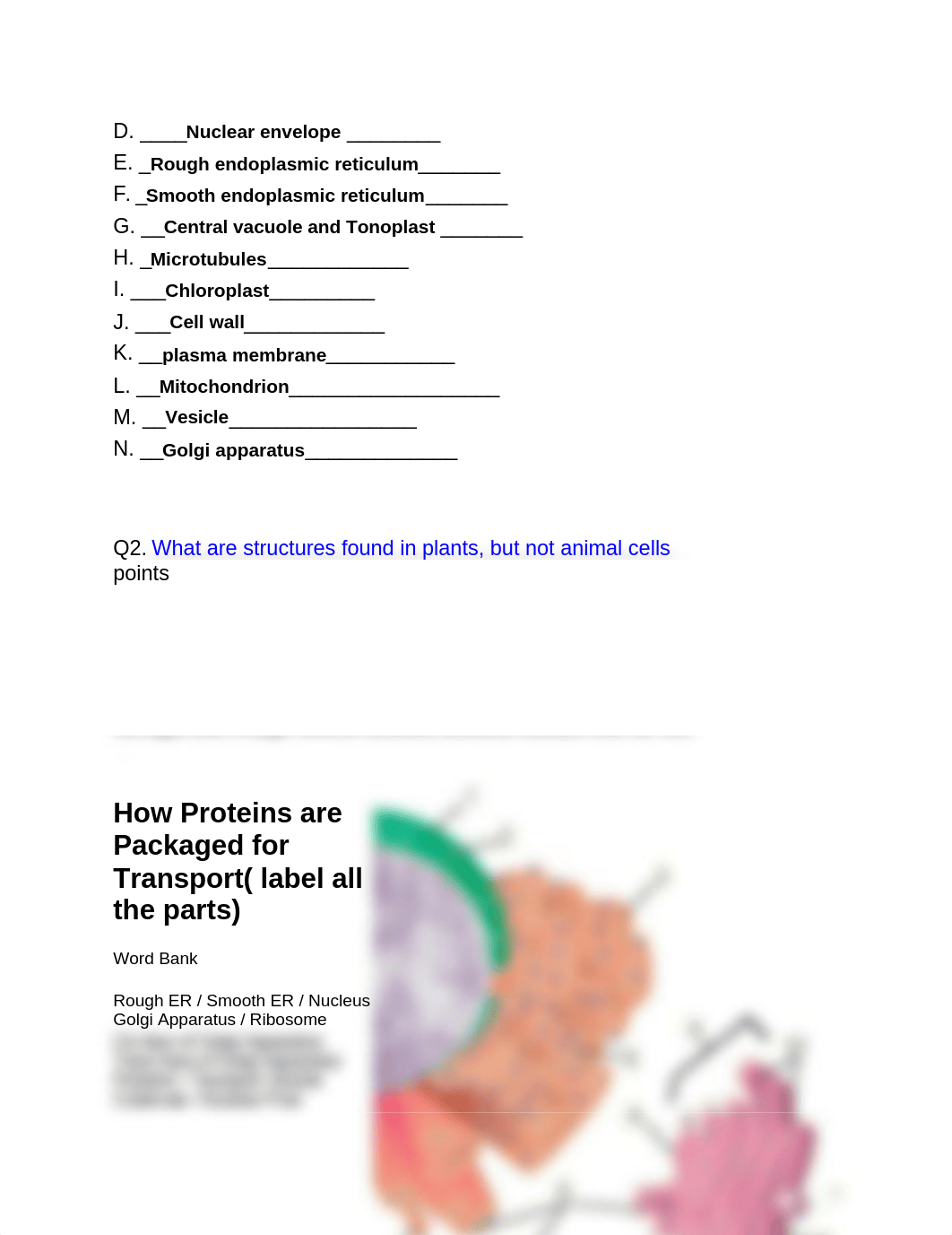 Plant Cell Structures and Processes.docx_dw9whq810mp_page3