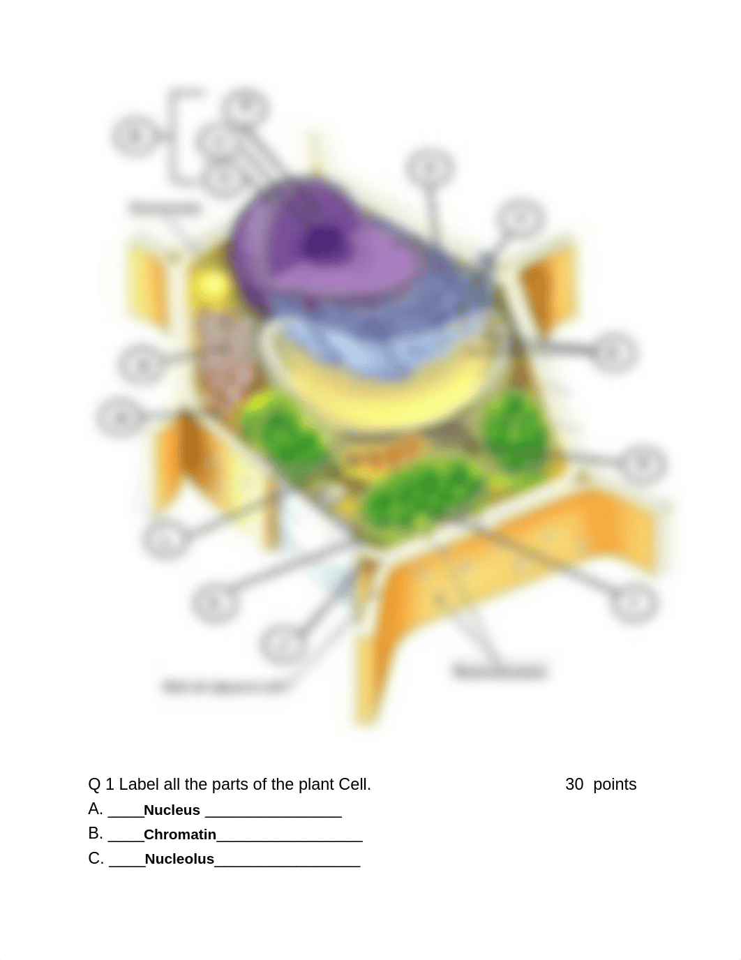 Plant Cell Structures and Processes.docx_dw9whq810mp_page2