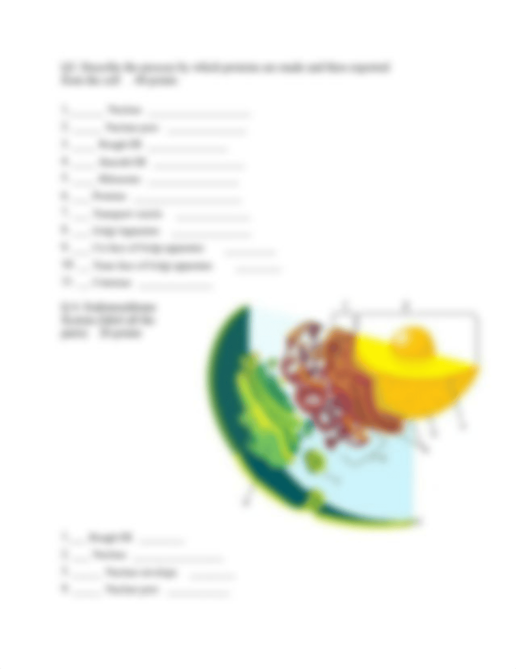 Plant Cell Structures and Processes.docx_dw9whq810mp_page4