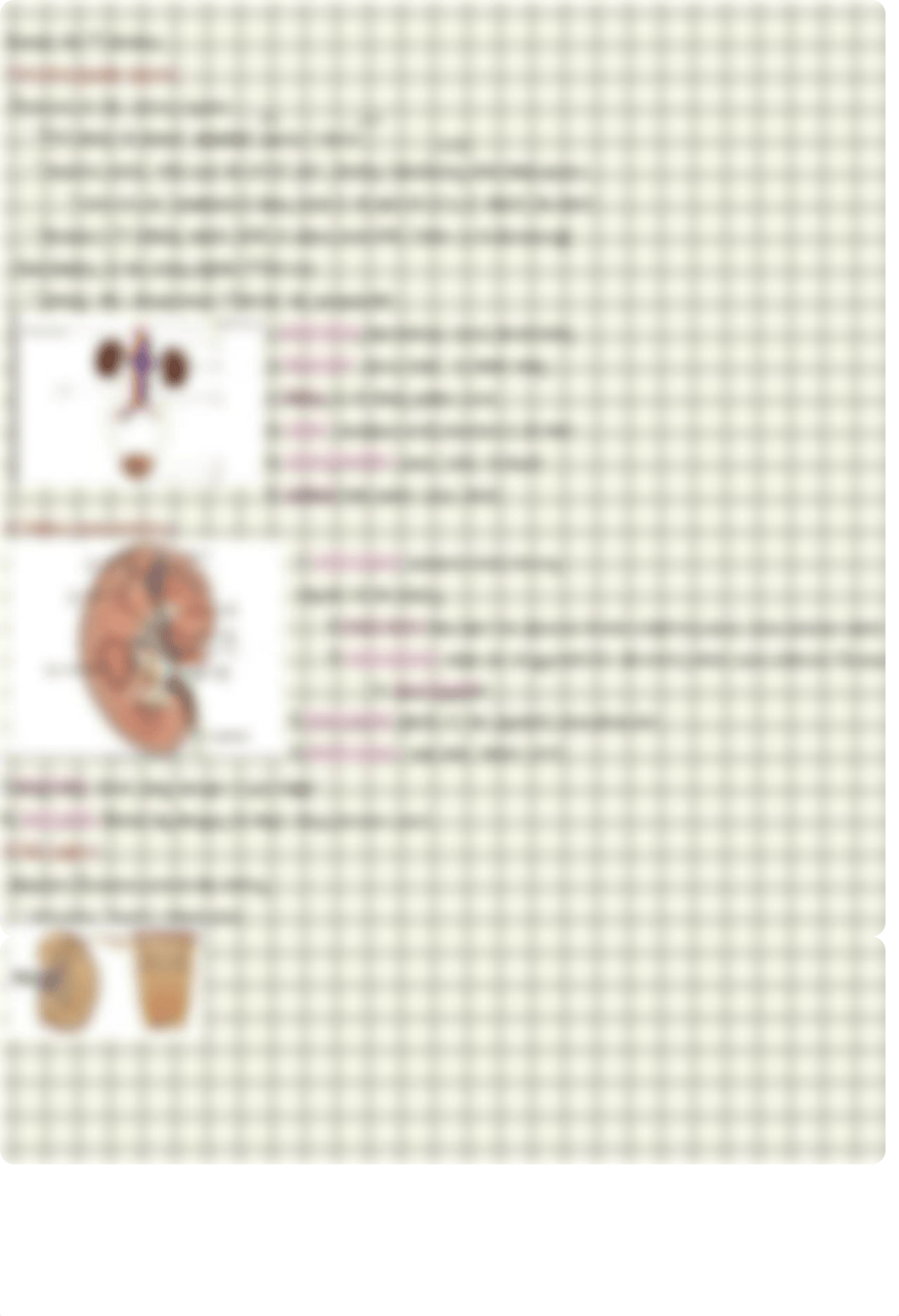 Anatomy Urinary Notes.pdf_dwa0rpwi9su_page1