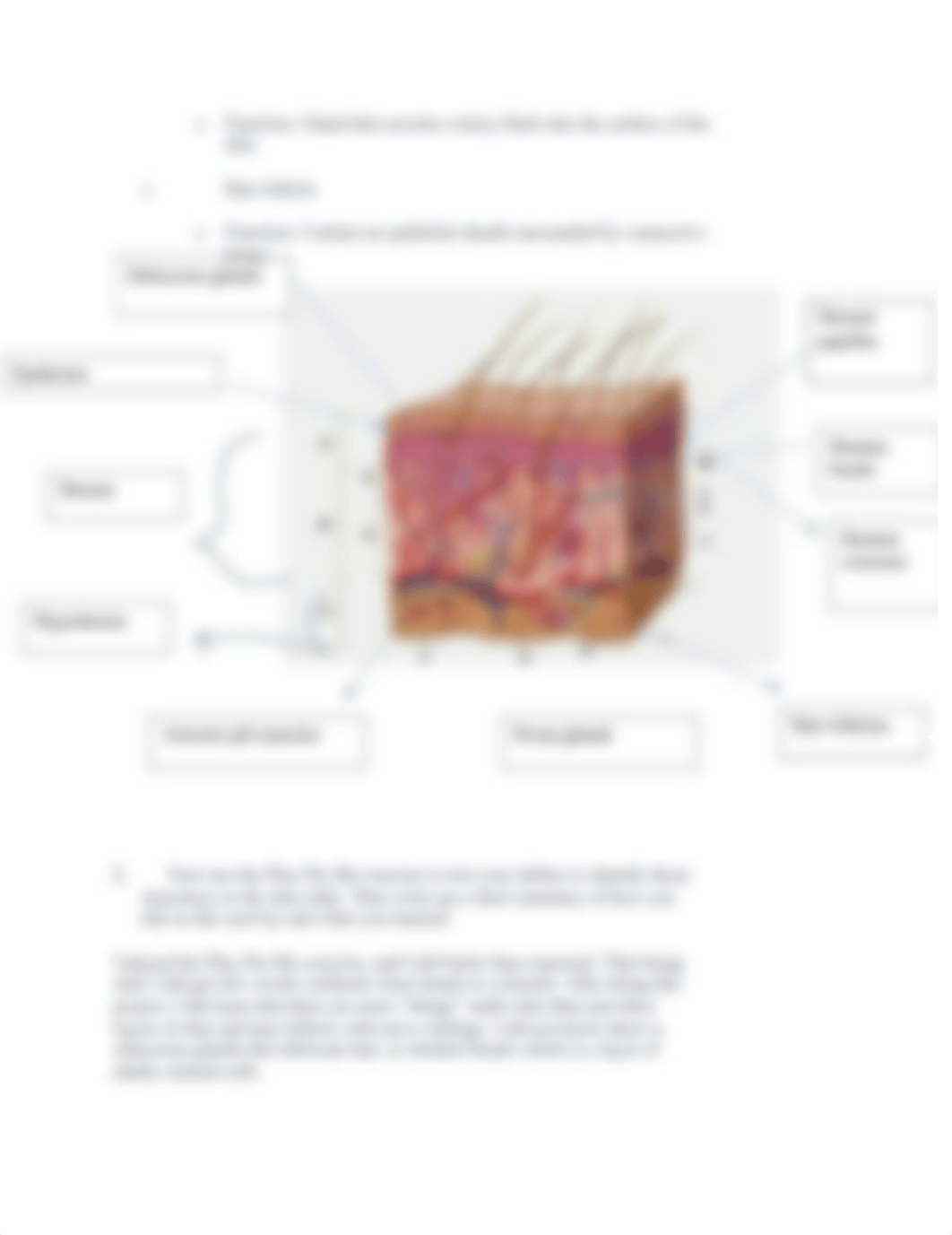 Then identify the following structures on the skin image and their functions.docx_dwa2mufuc8h_page2