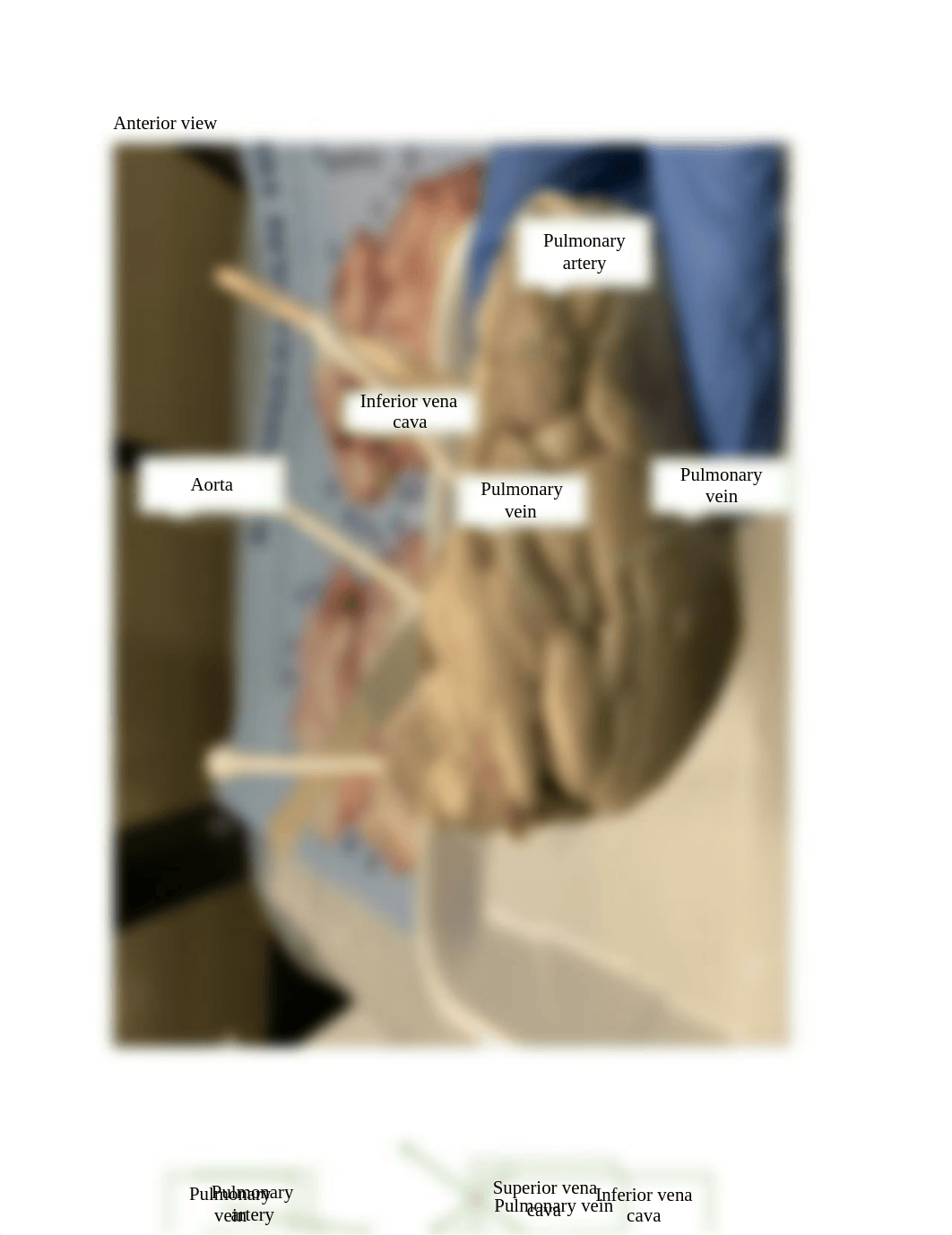 Final Lab heart dissection answer sheet.doc_dwa3qwtq3wo_page3