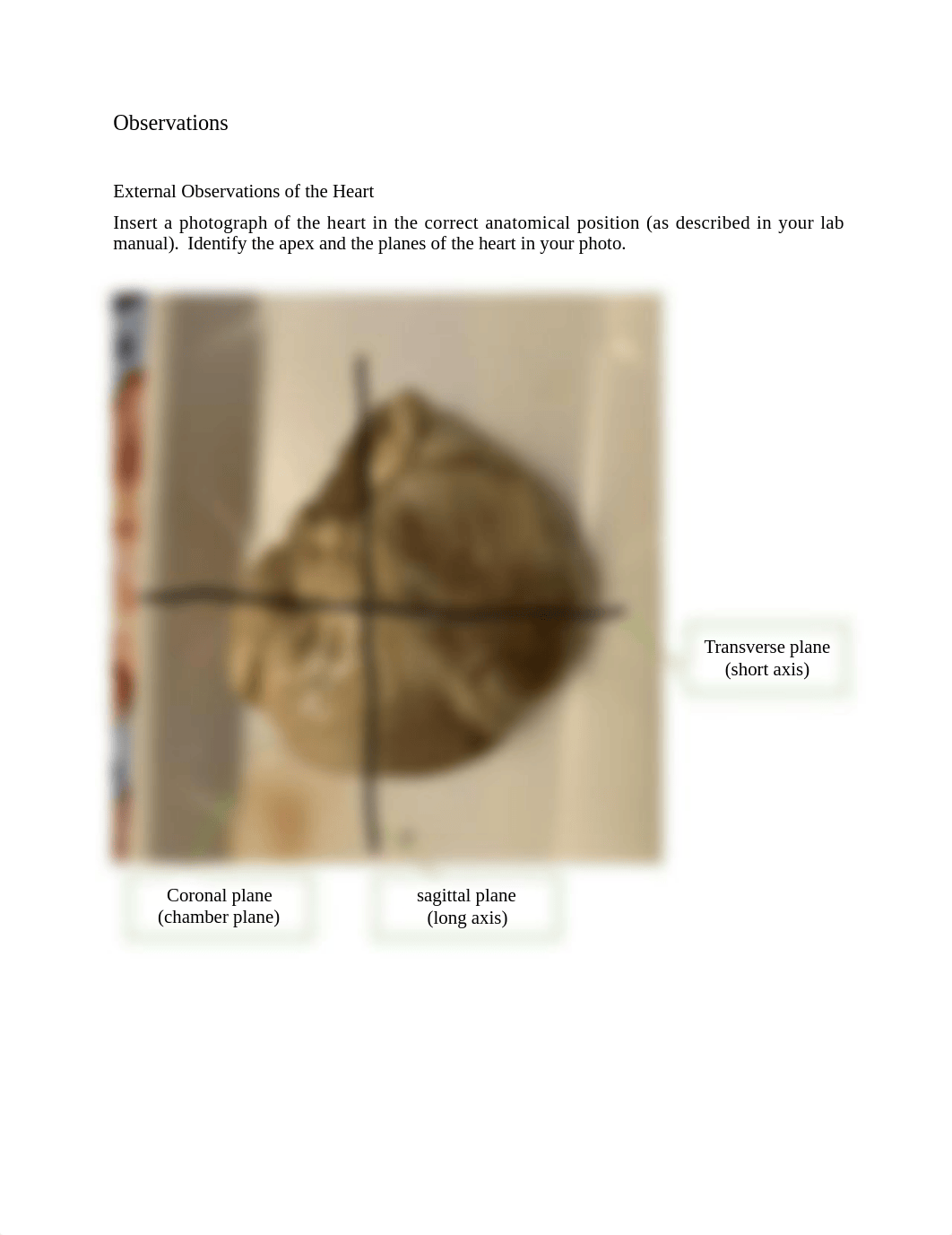 Final Lab heart dissection answer sheet.doc_dwa3qwtq3wo_page1