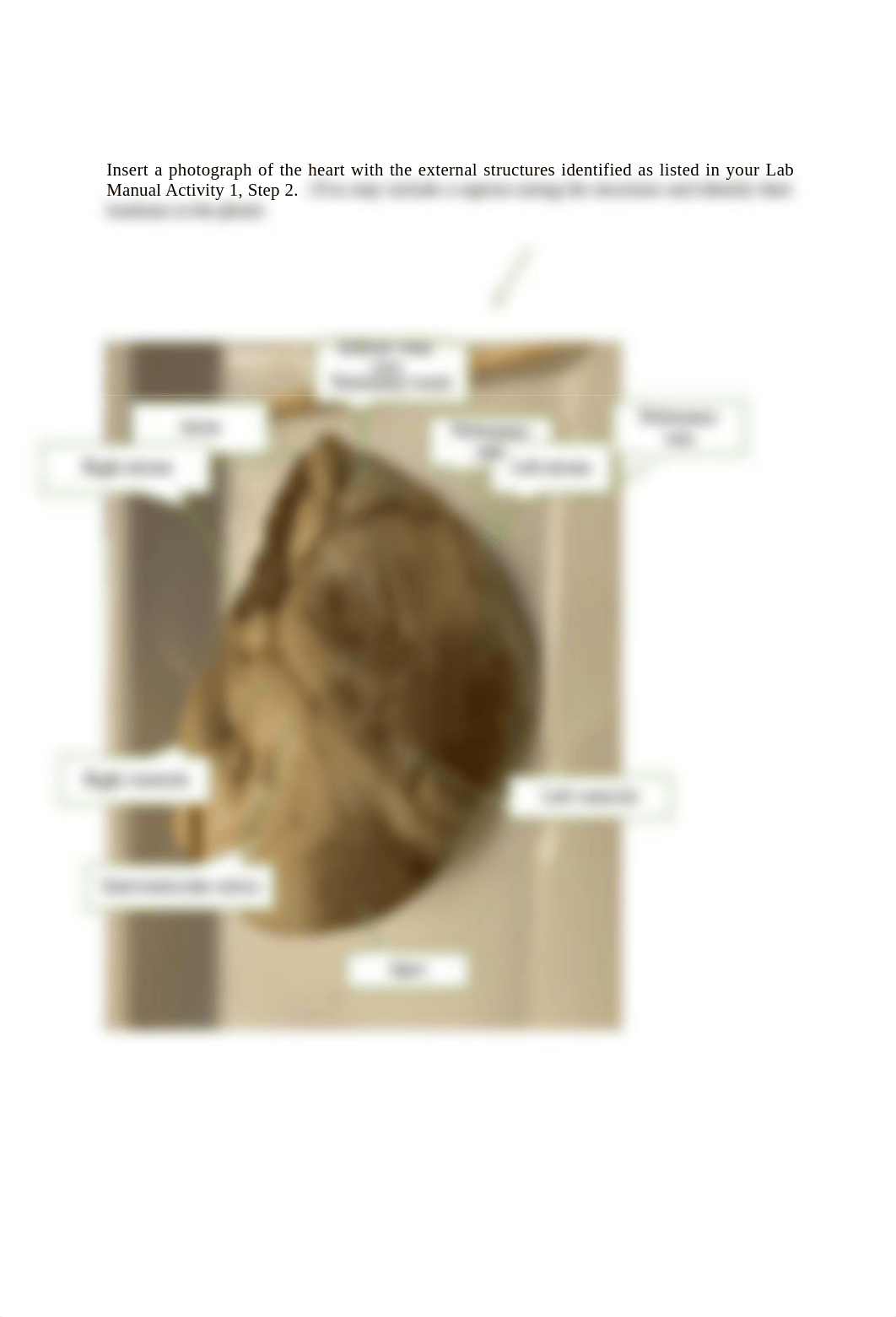 Final Lab heart dissection answer sheet.doc_dwa3qwtq3wo_page4