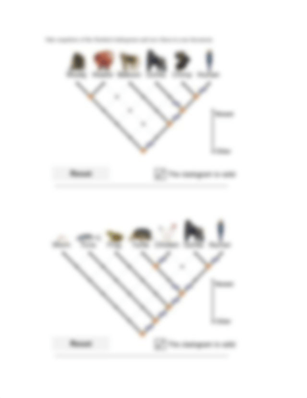 Cladogram Activity B.docx_dwa3wejh1xt_page2