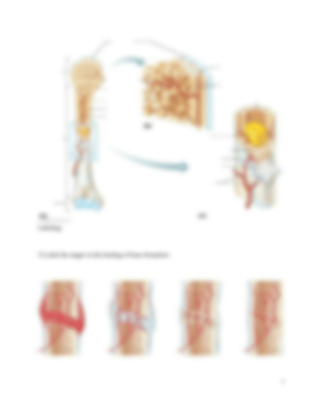 Assign ch 6 bone and tissue-2 (1) Revised.docx_dwaandkw051_page3