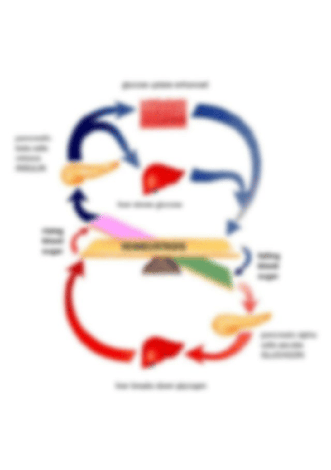 Flow-chart-of-insulin-glucagon-and-glucose-in-the-body.png_dwbgbo67jxm_page1