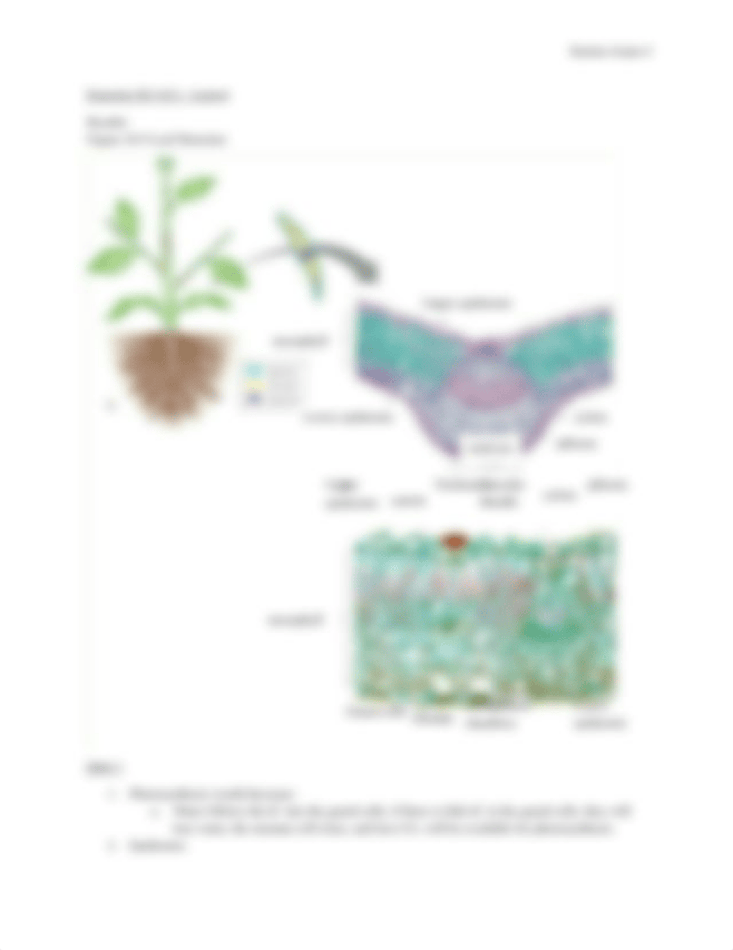 Botany Lab 20.3.docx_dwcgj06uojo_page4