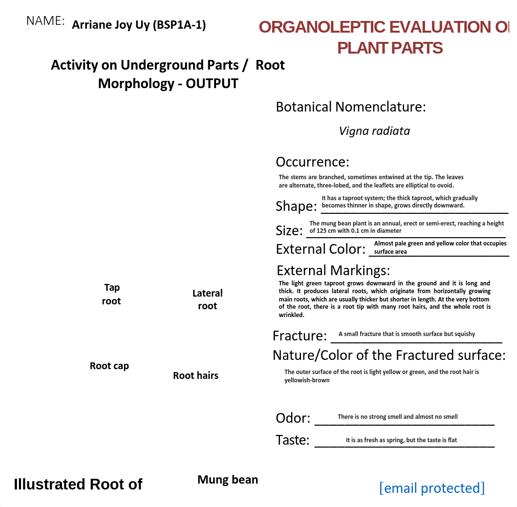 Uy, Arriane_BSP1A-1_ACTIVITY OUTPUT on ROOT MORPHOLOGY.pdf_dwcmicnzhfp_page1