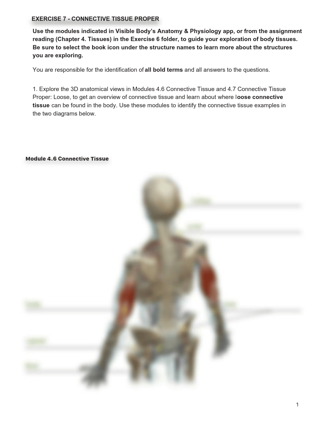 Connective_Tissue_Proper_Activity answers.pdf_dwcxxwq5pu9_page1