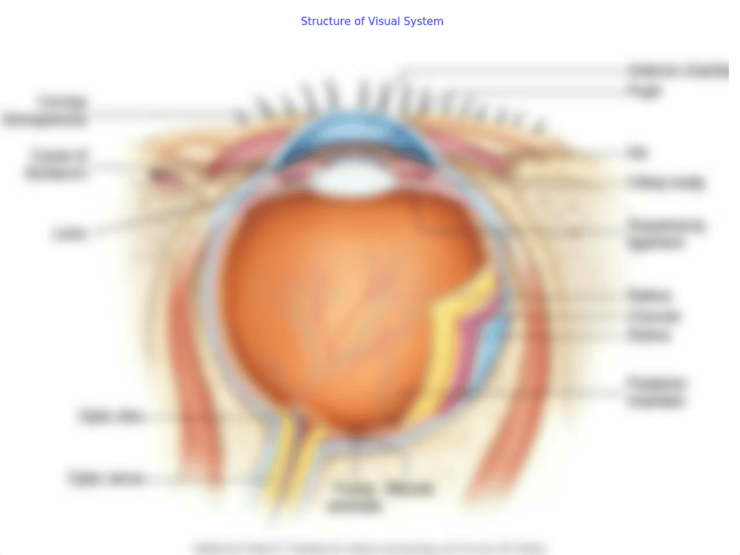 Neuro Sensory.pptx_dwdg0nd3sl5_page3