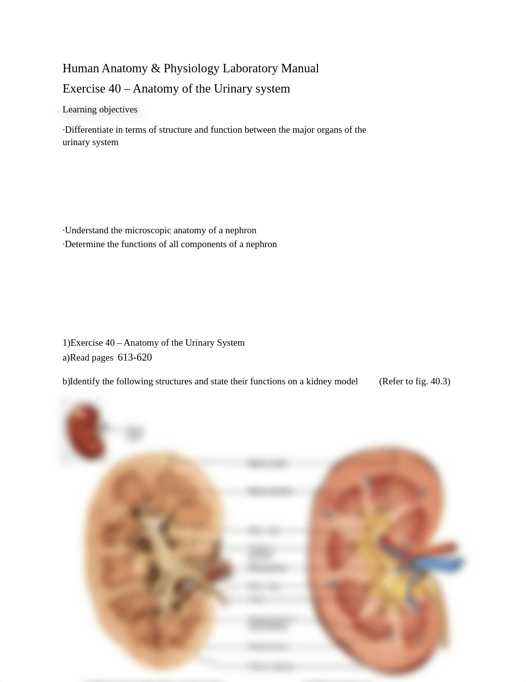 Exercise 40_ Anatomy of the Urinary System.docx_dwduzex78cs_page1