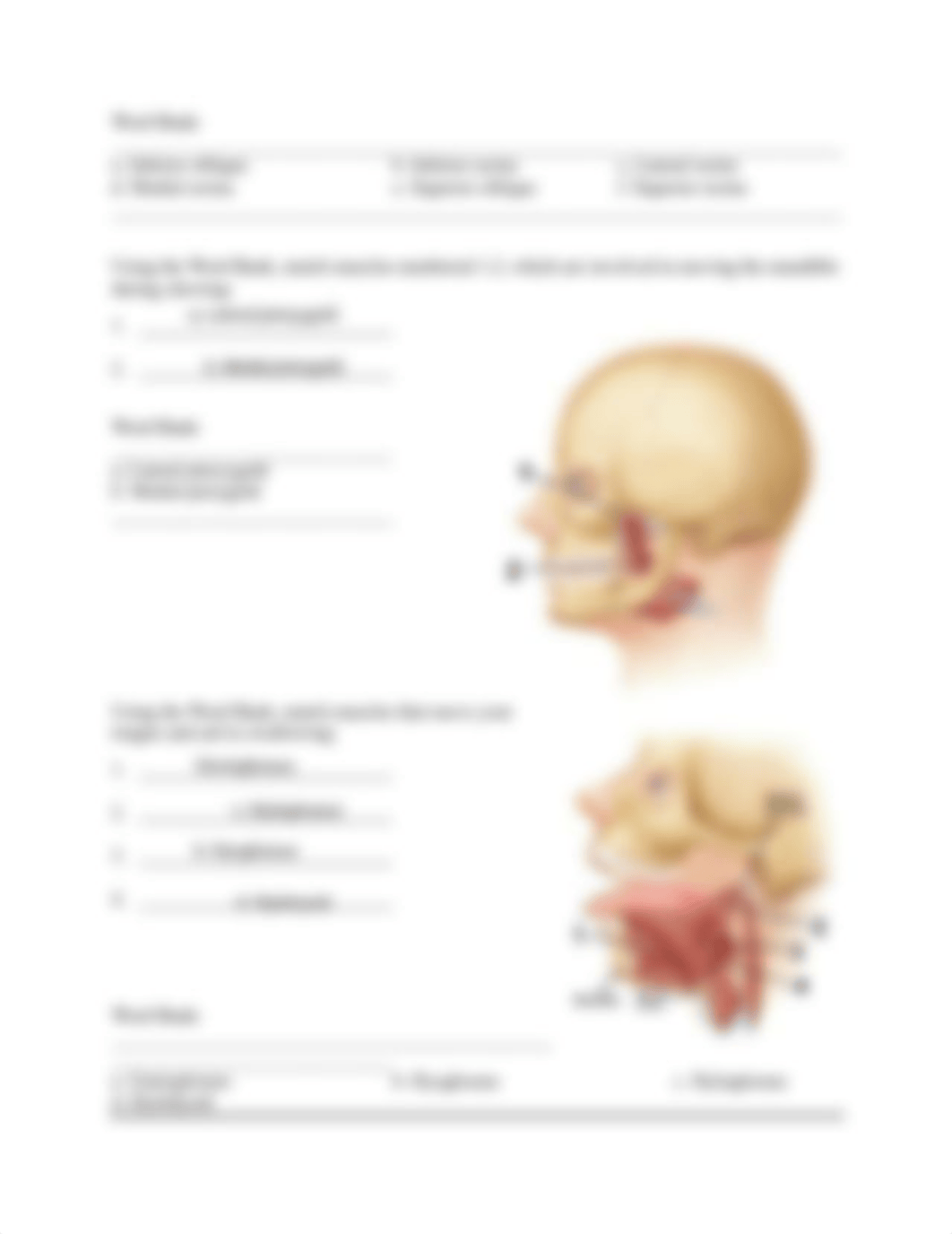 Kami Export - Head Muscle Module-2 Mar-20-16-AD_revised.pdf_dwdv5pr8xws_page3