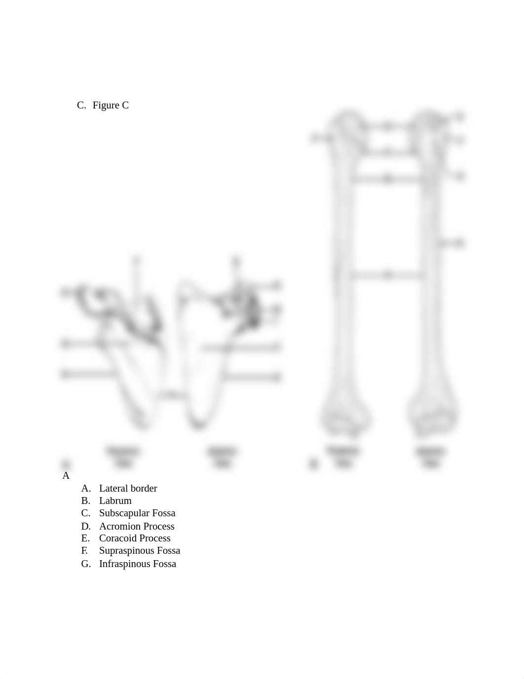 SPM 381 Lab 7- Shoulder Girdle and Joint.docx_dweh0vzk1gu_page3