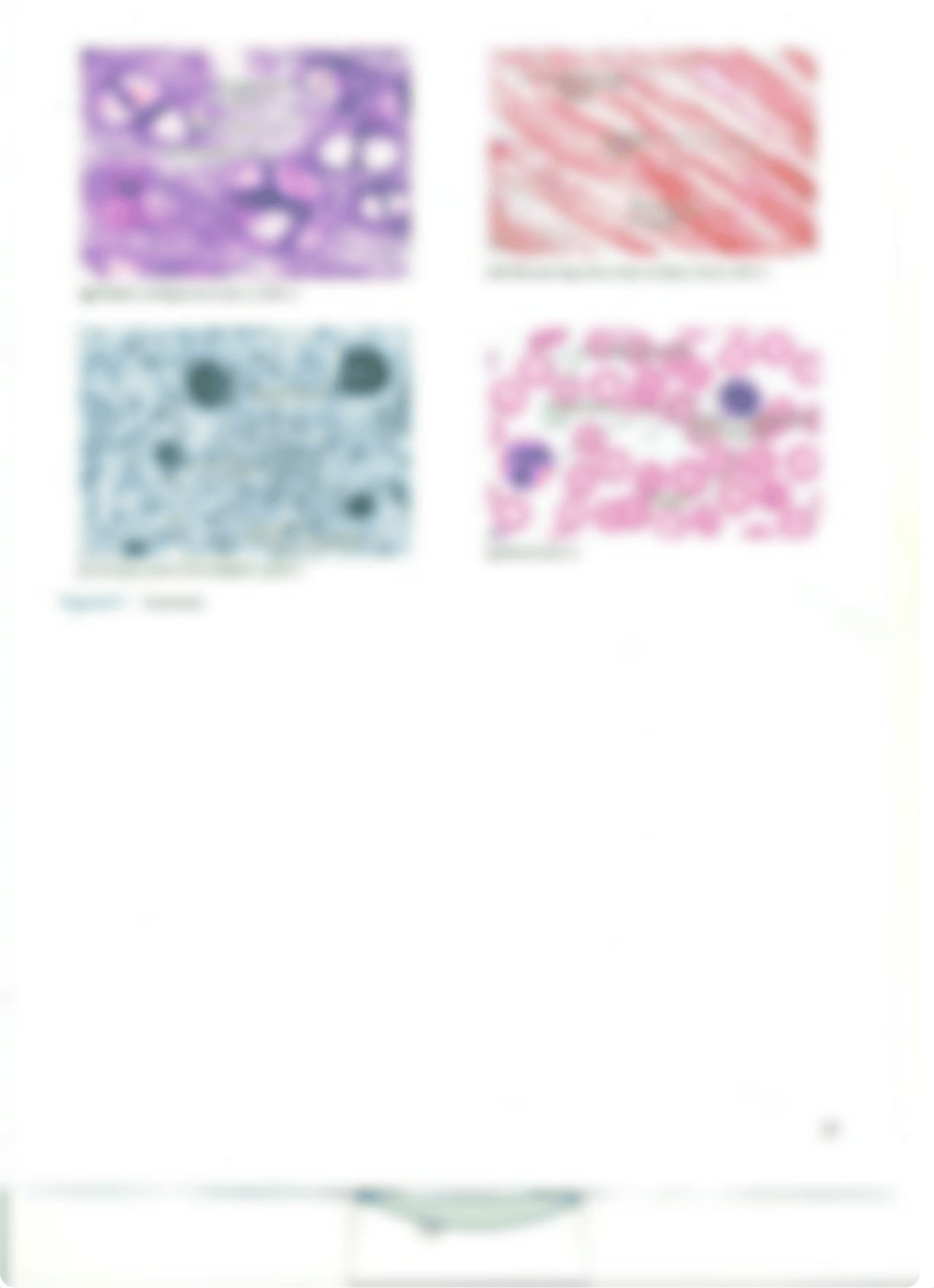 Chapter 6 Connective Tissues_dweqeueufte_page3