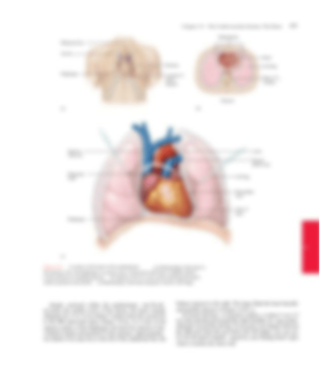 marieb-0321927028-chapter18_dwfbp42zhgm_page3