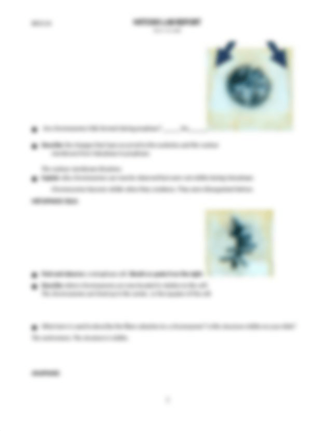 MITOSIS LAB.docx_dwfot0s42jn_page2