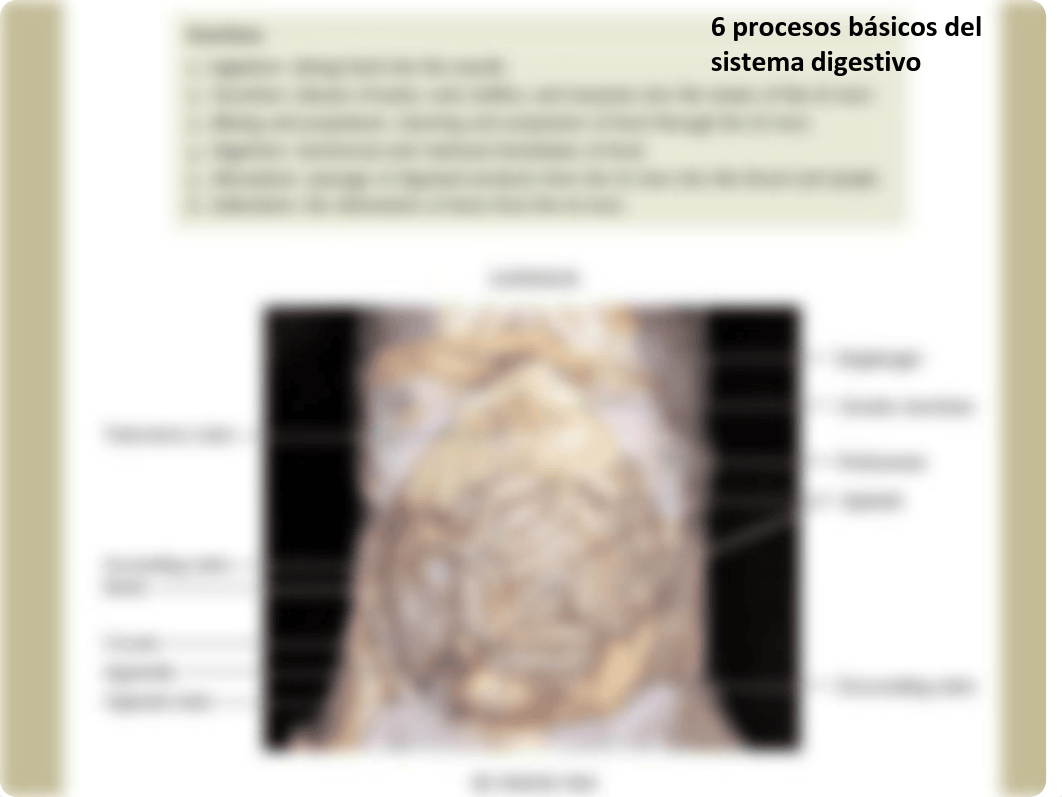 6._El_sistema_digestivo.pdf_dwg4gvvjc0s_page3