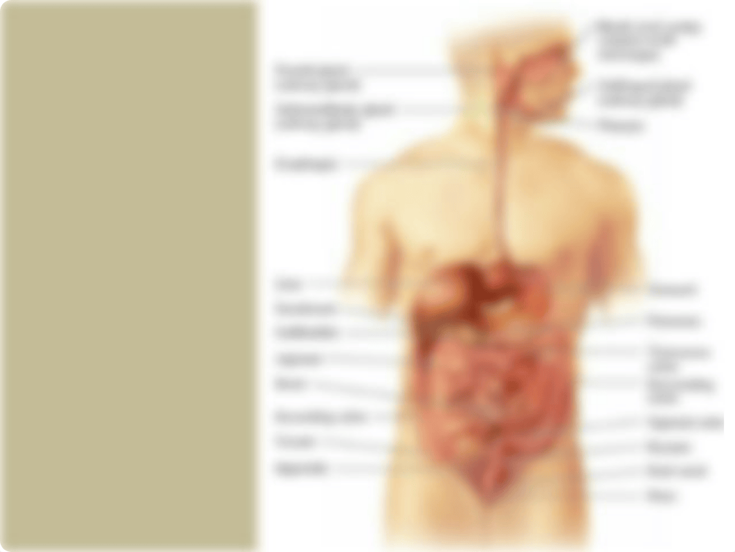 6._El_sistema_digestivo.pdf_dwg4gvvjc0s_page2