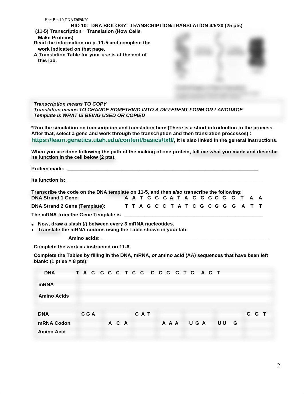 5 Hart Bio 10 DNA Synthesis, Transcription, Translation ONLINE Lab 11 4-9-20 (2).pdf_dwgcuk61vap_page2