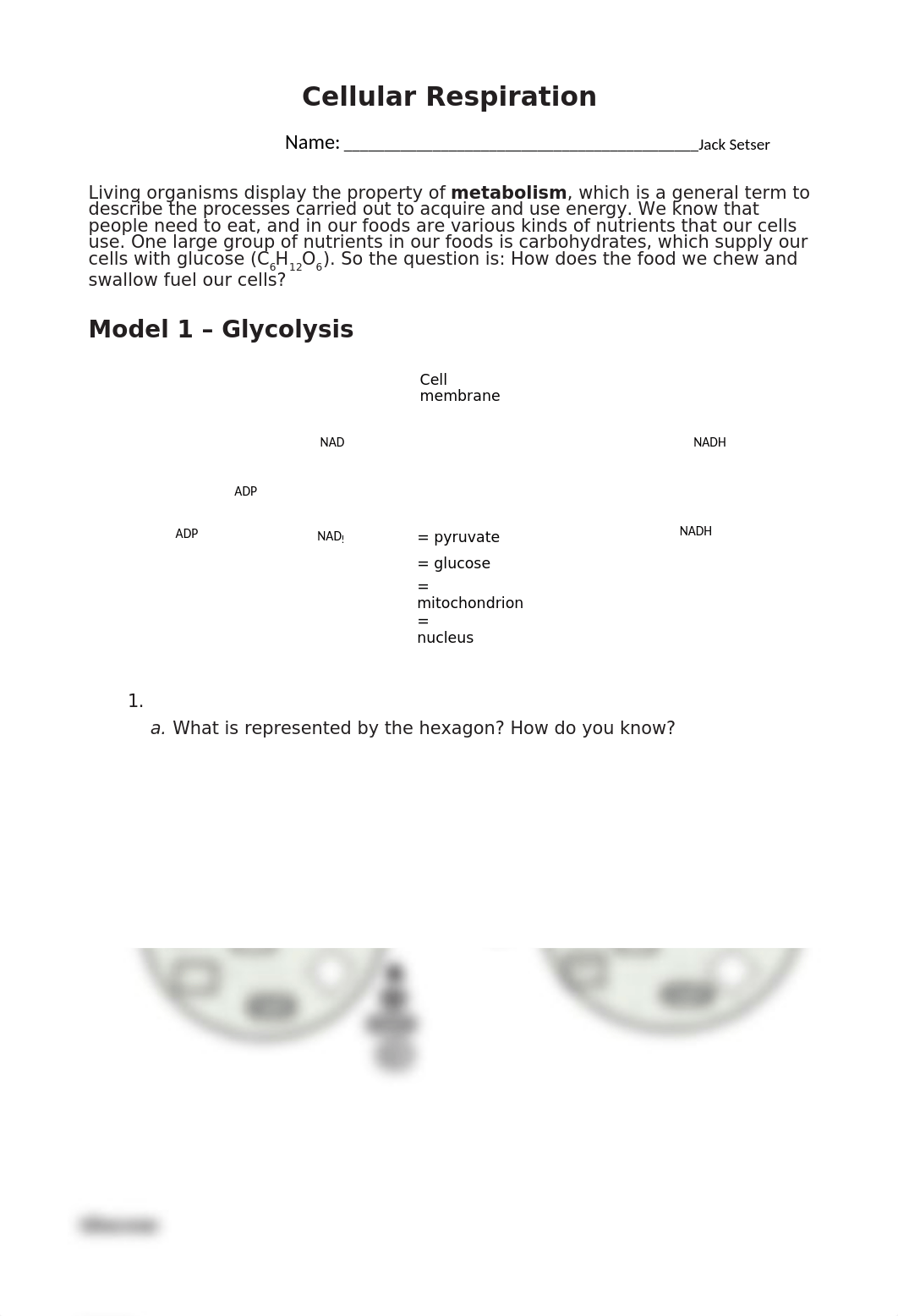 Cellular Respiration Model Lab.docx_dwhad8azemj_page1