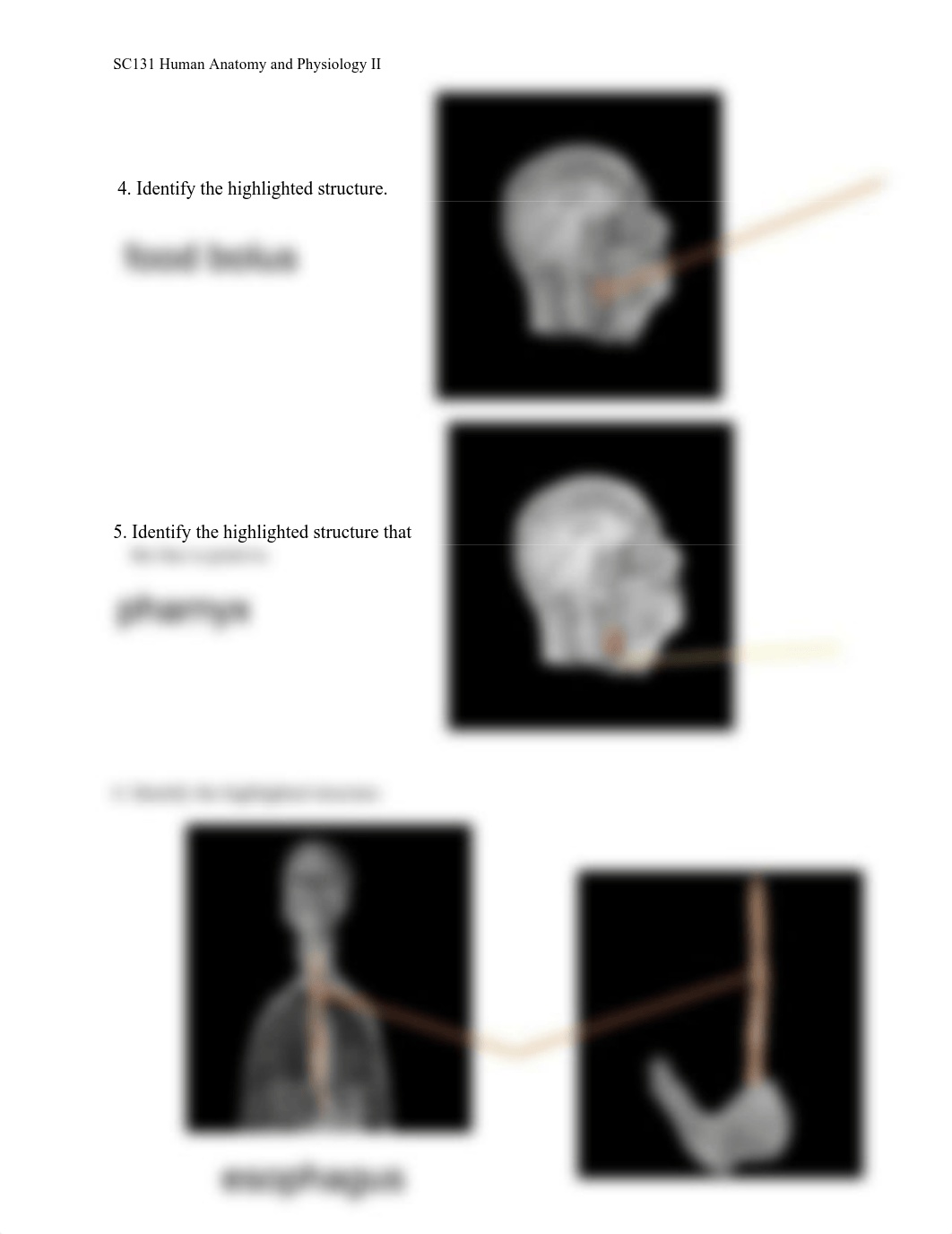 Unit 5 Assignment Real Anatomy WS.pdf_dwhgjqclcml_page2