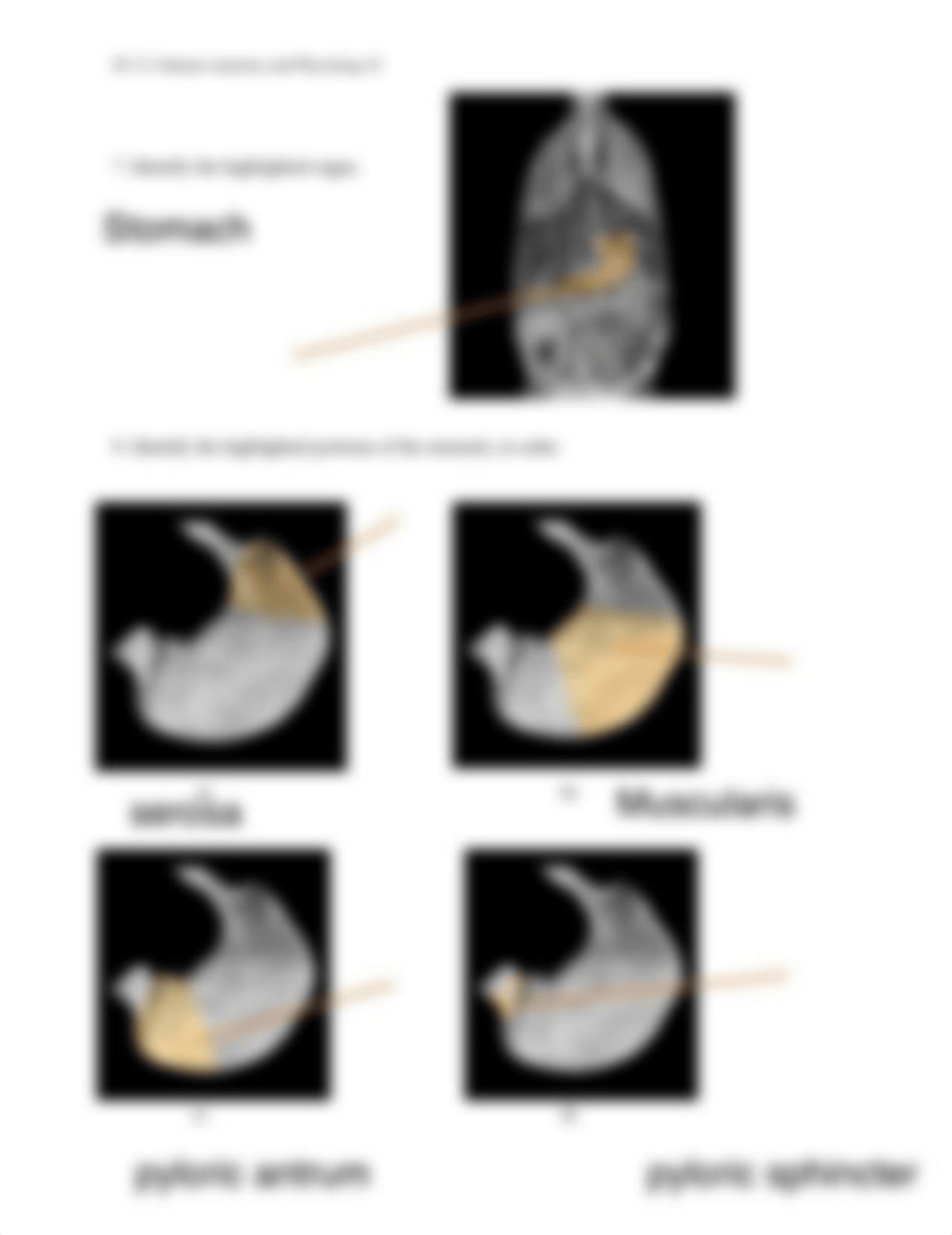 Unit 5 Assignment Real Anatomy WS.pdf_dwhgjqclcml_page3