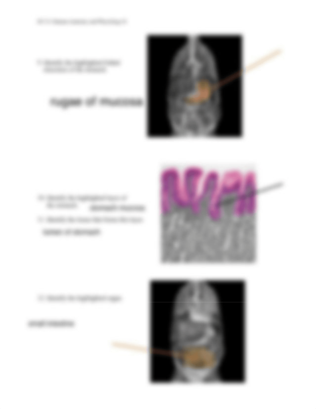 Unit 5 Assignment Real Anatomy WS.pdf_dwhgjqclcml_page4