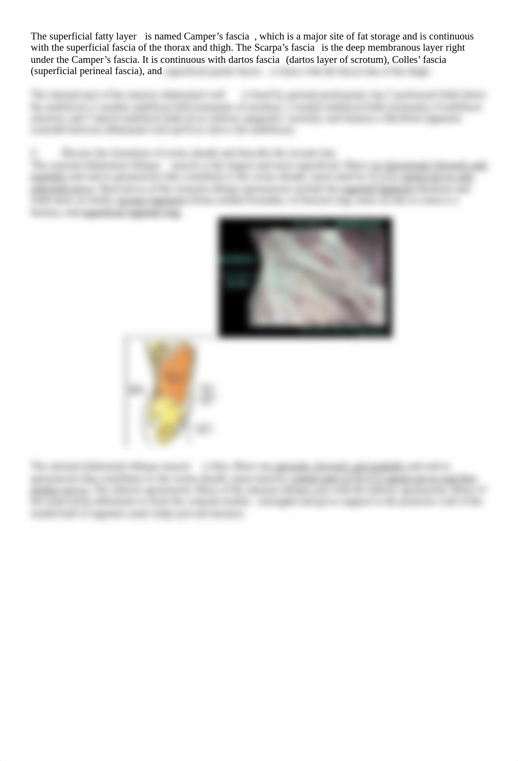 Anterior Abdominal Wall and Surface Anatomy.docx_dwkd71e6dzj_page2