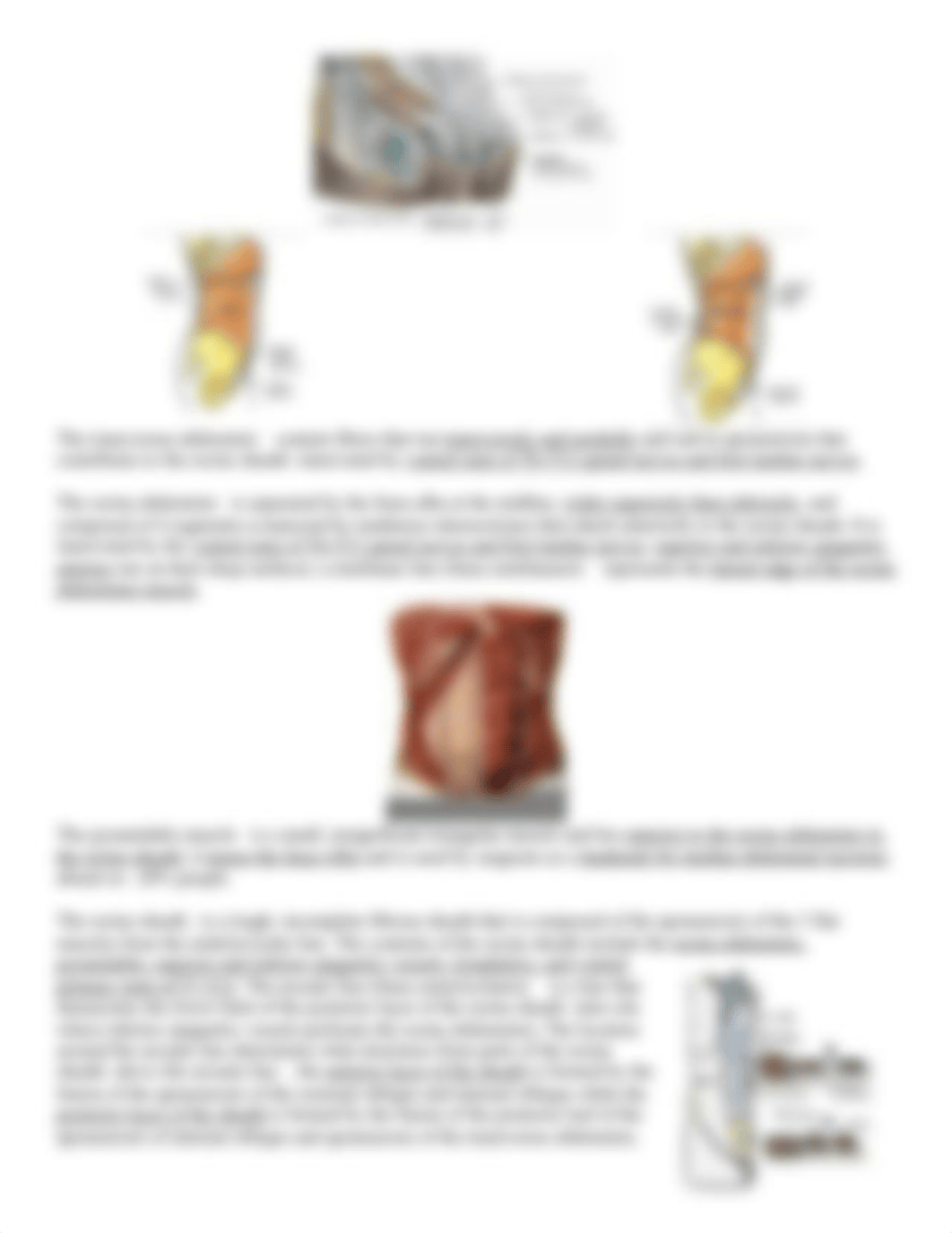 Anterior Abdominal Wall and Surface Anatomy.docx_dwkd71e6dzj_page3