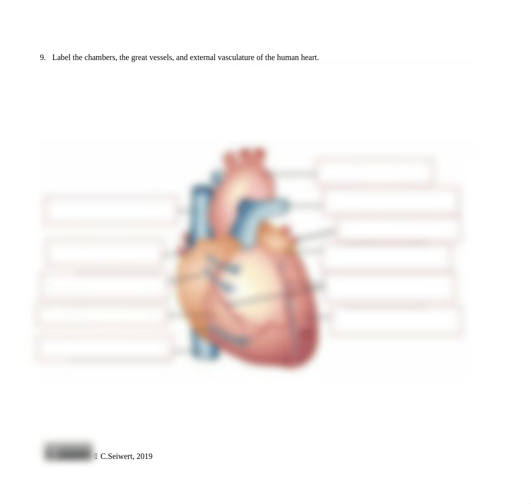 Cardiovascular and Lymphatic Systems Concept Check(1).docx_dwkn7hayydo_page3